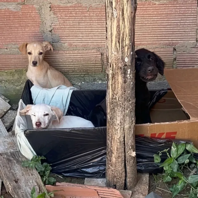 Averiguar a gravidade